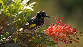 New Holland Honeyeater royalty free stock photos New Holland Honeyeater royalty free stock photos